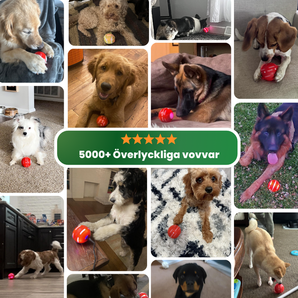 Den Interaktiva Hundbollen Alla Hundar Älskar