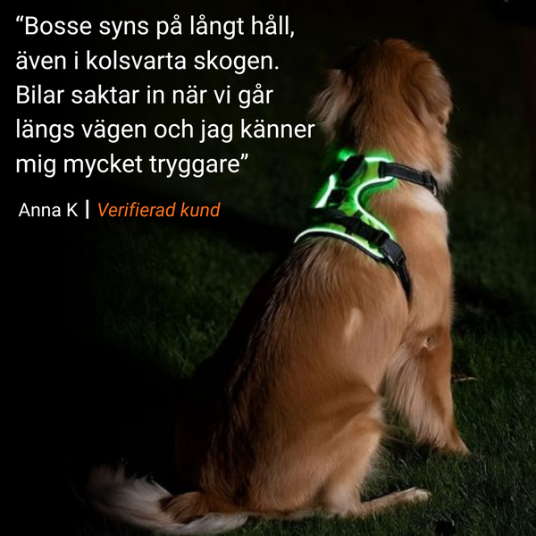 Lysande hundsele i LED Ljus