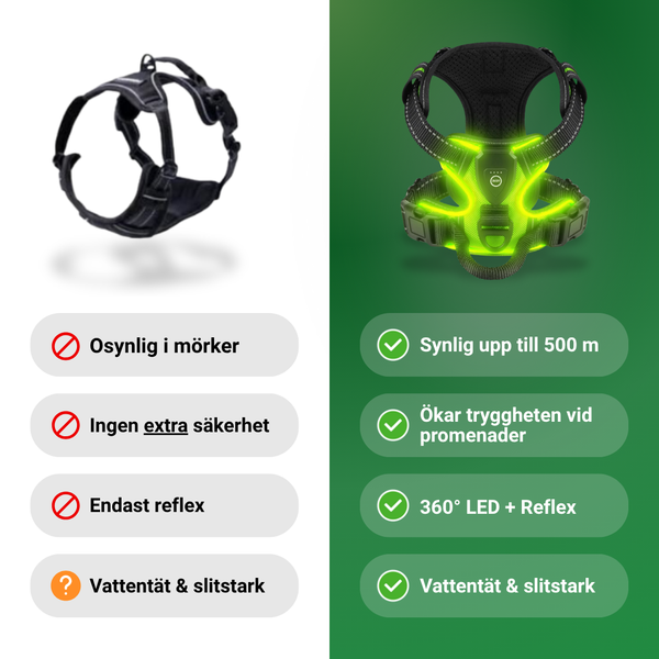 Lysande hundsele i LED Ljus