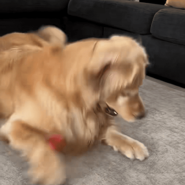Den Interaktiva Hundbollen Alla Hundar Älskar